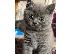 PoulaTo: Καταχωρήθηκε το όμορφο shorthair Kitten Gccf